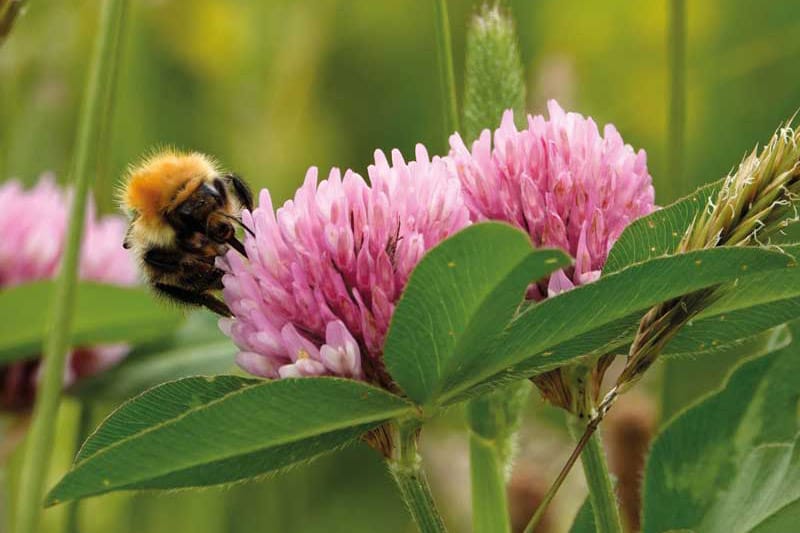 Our vital bumblebees