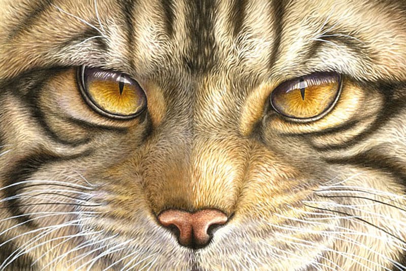 Interview with Lyn Wells: “Animals’ eyes convey such honest emotion”