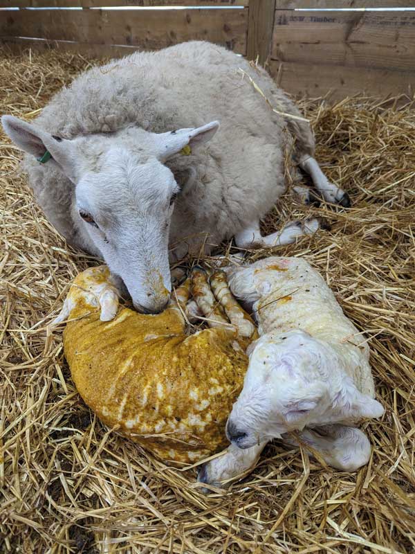 Lambing, a crofter’s key skill