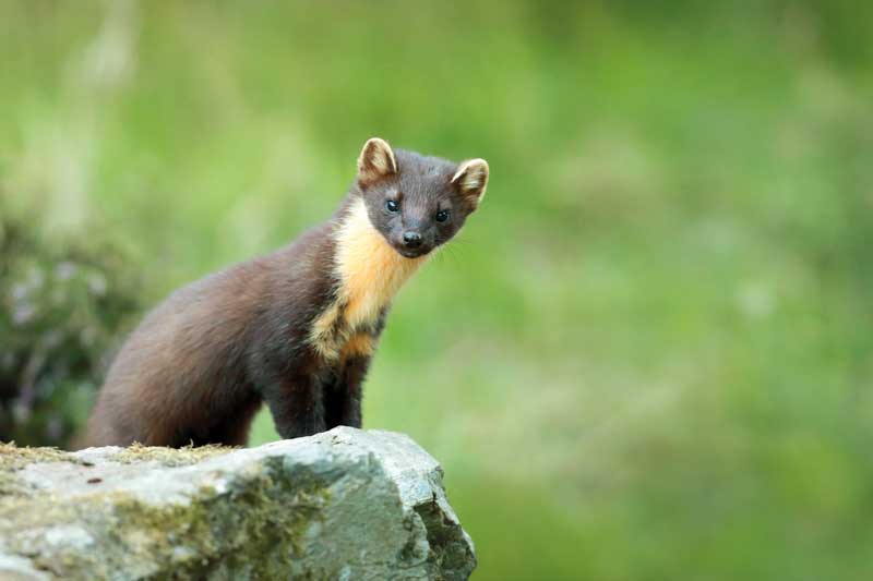 Pine martens around the Kyle
