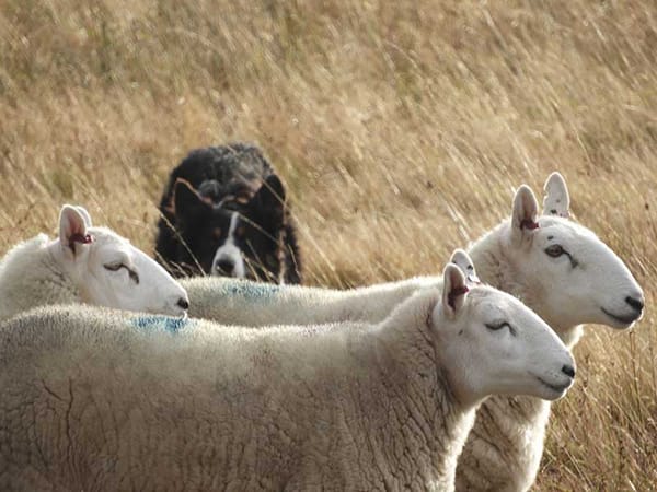 How our forebears fought for their heritage