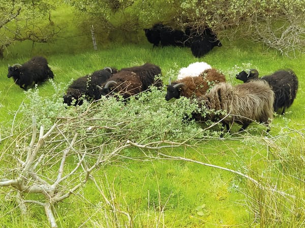 Regenerative farming