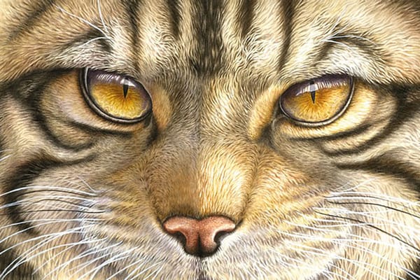 Interview with Lyn Wells: “Animals’ eyes convey such honest emotion”